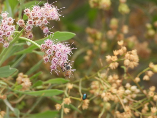 Western Honey Bee