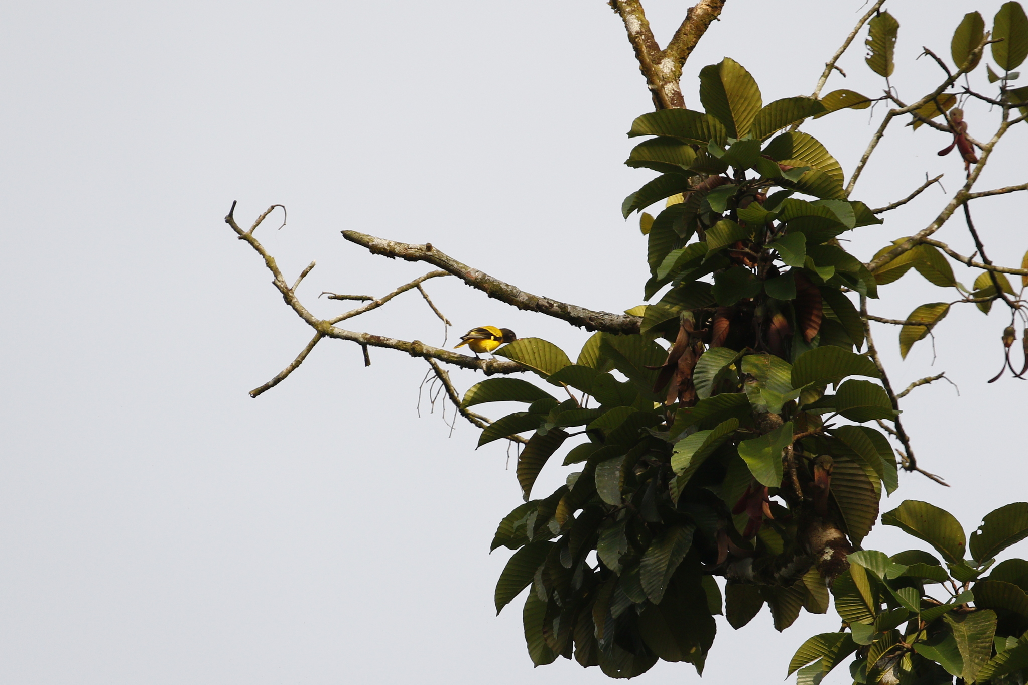Black-hooded Oriole (Oriolus xanthornus), photo 2