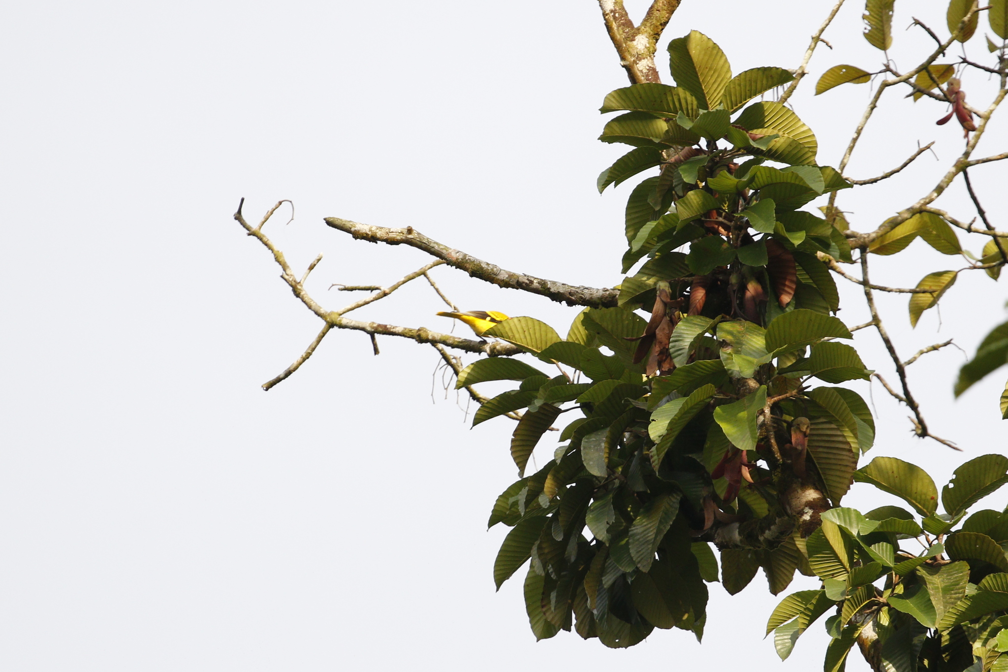 Black-hooded Oriole (Oriolus xanthornus), photo 3