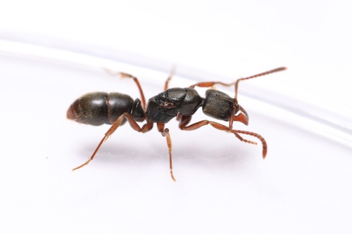 Mayaponera arhuaca