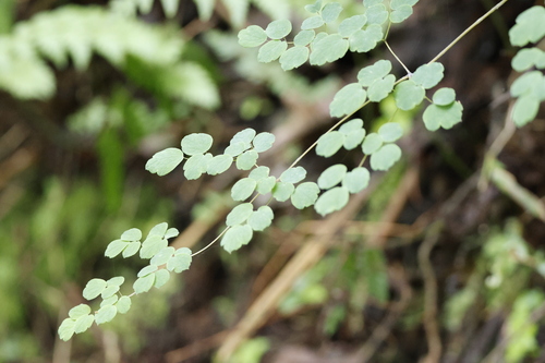 False Maidenhair (Thalictrum rhynchocarpum)