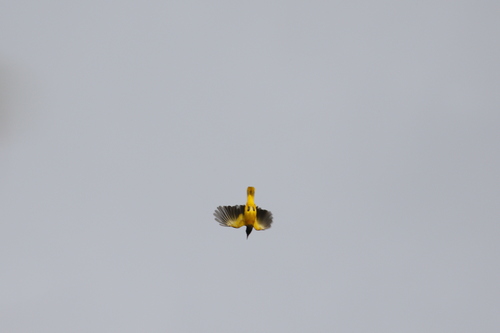 Black-hooded Oriole (Oriolus xanthornus), photo 6