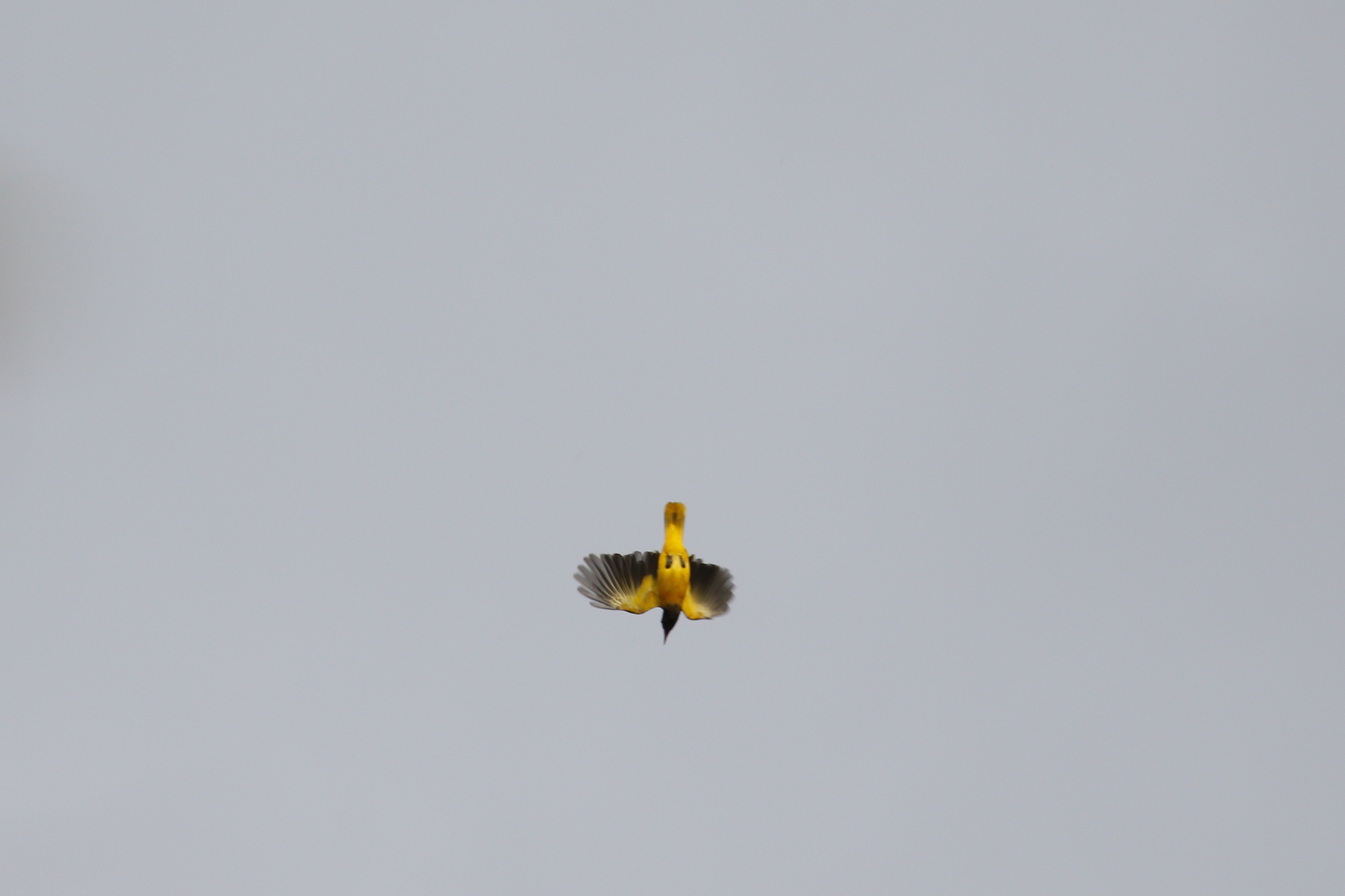 Black-hooded Oriole (Oriolus xanthornus), photo 6