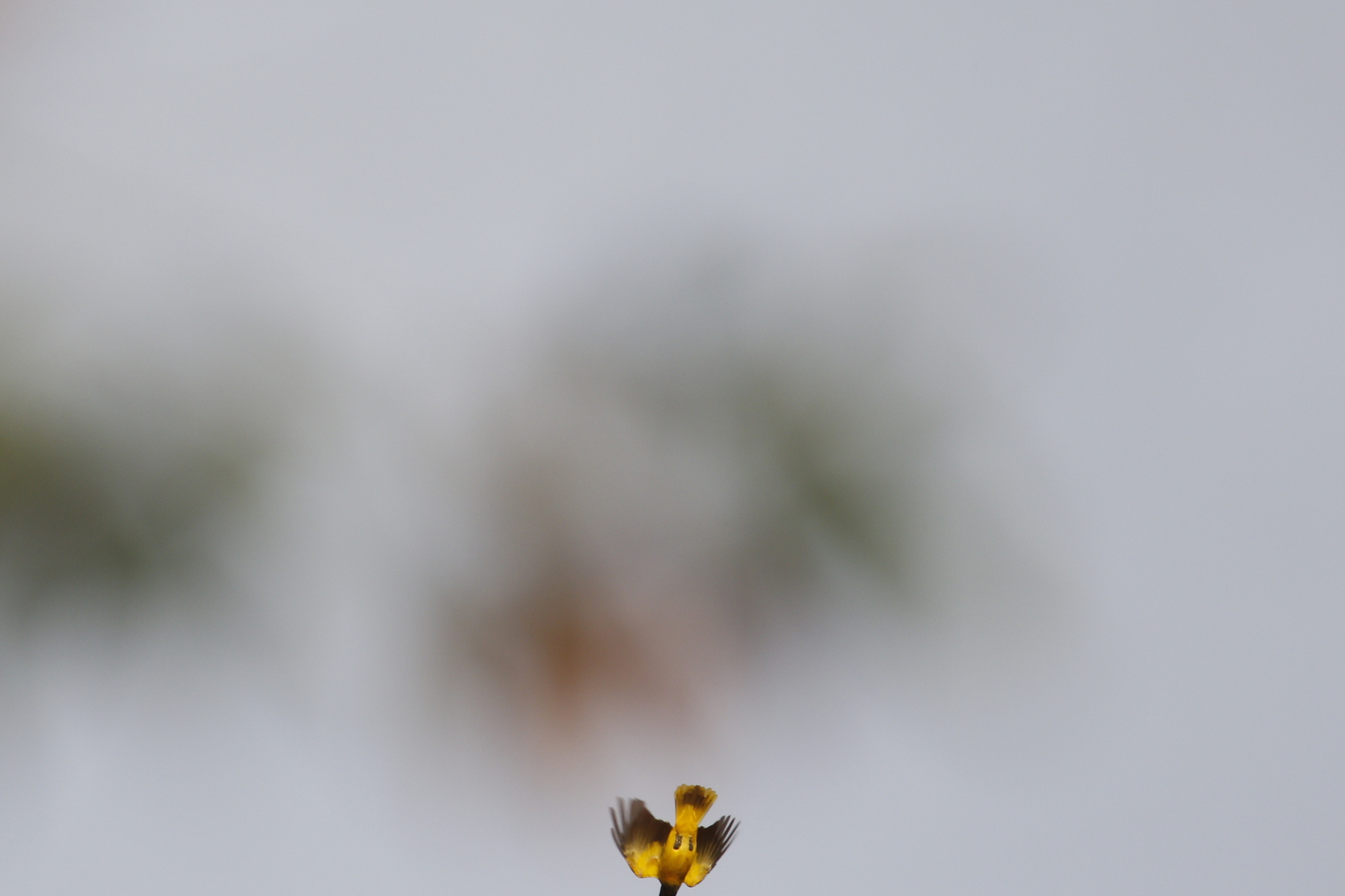 Black-hooded Oriole (Oriolus xanthornus), photo 7