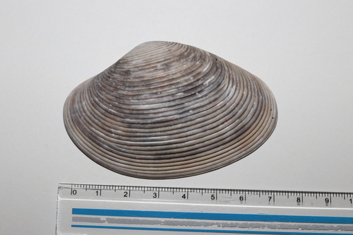 Paphia amabilis observed 2026-02-02