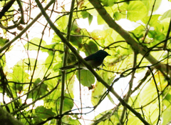 Hypothymis azurea oberholseri