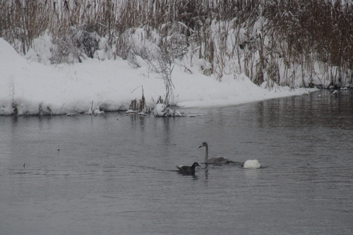 Cygne chanteur, jeune