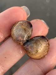 Laevicardium substriatum