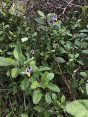 Solanum pseudogracile