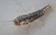 Ctenolepisma lineatum