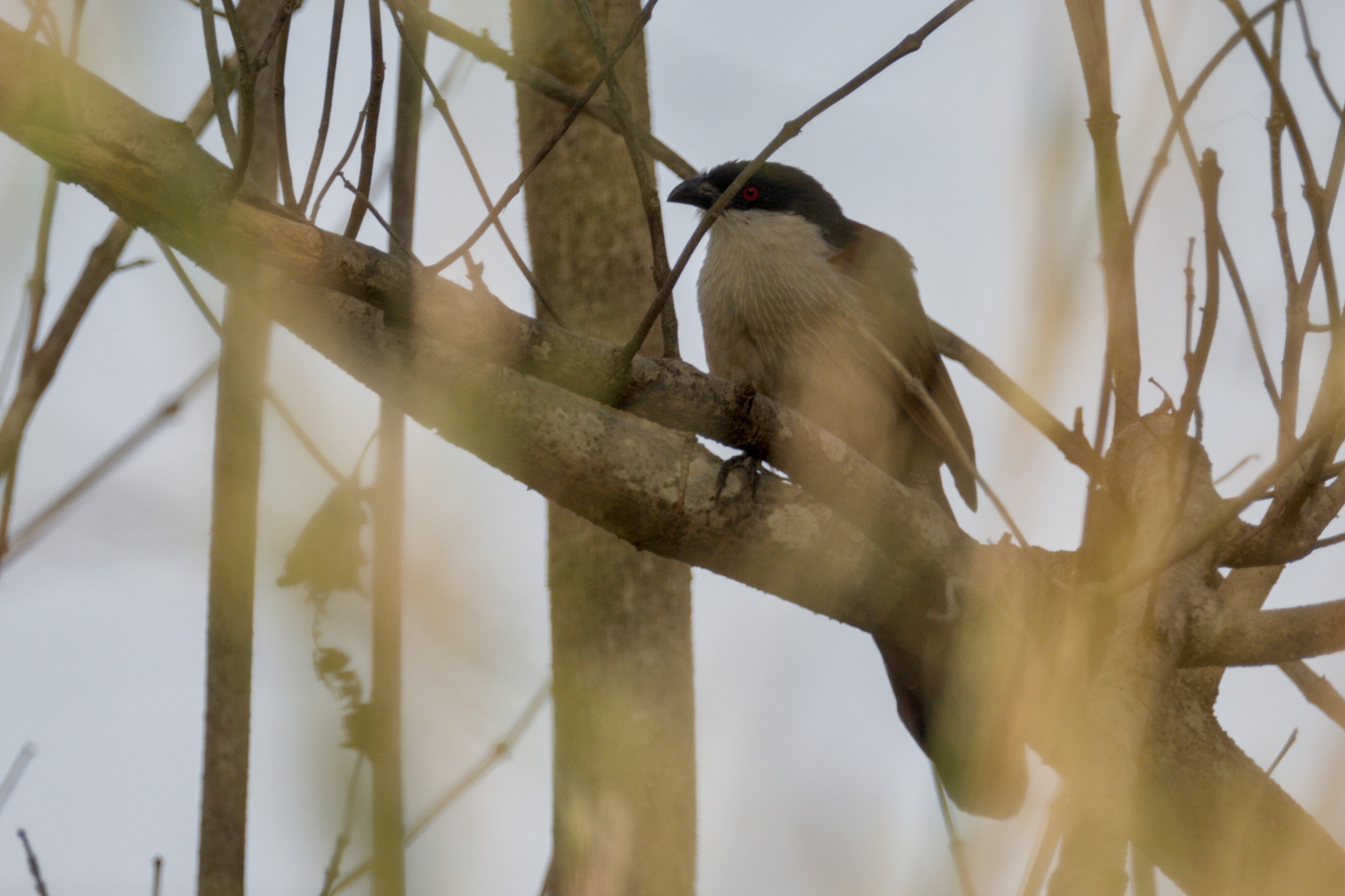Senegal Coucal (Centropus senegalensis), photo 3