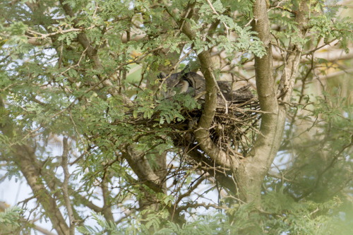 Northern White-faced Owl (Ptilopsis leucotis), photo 2