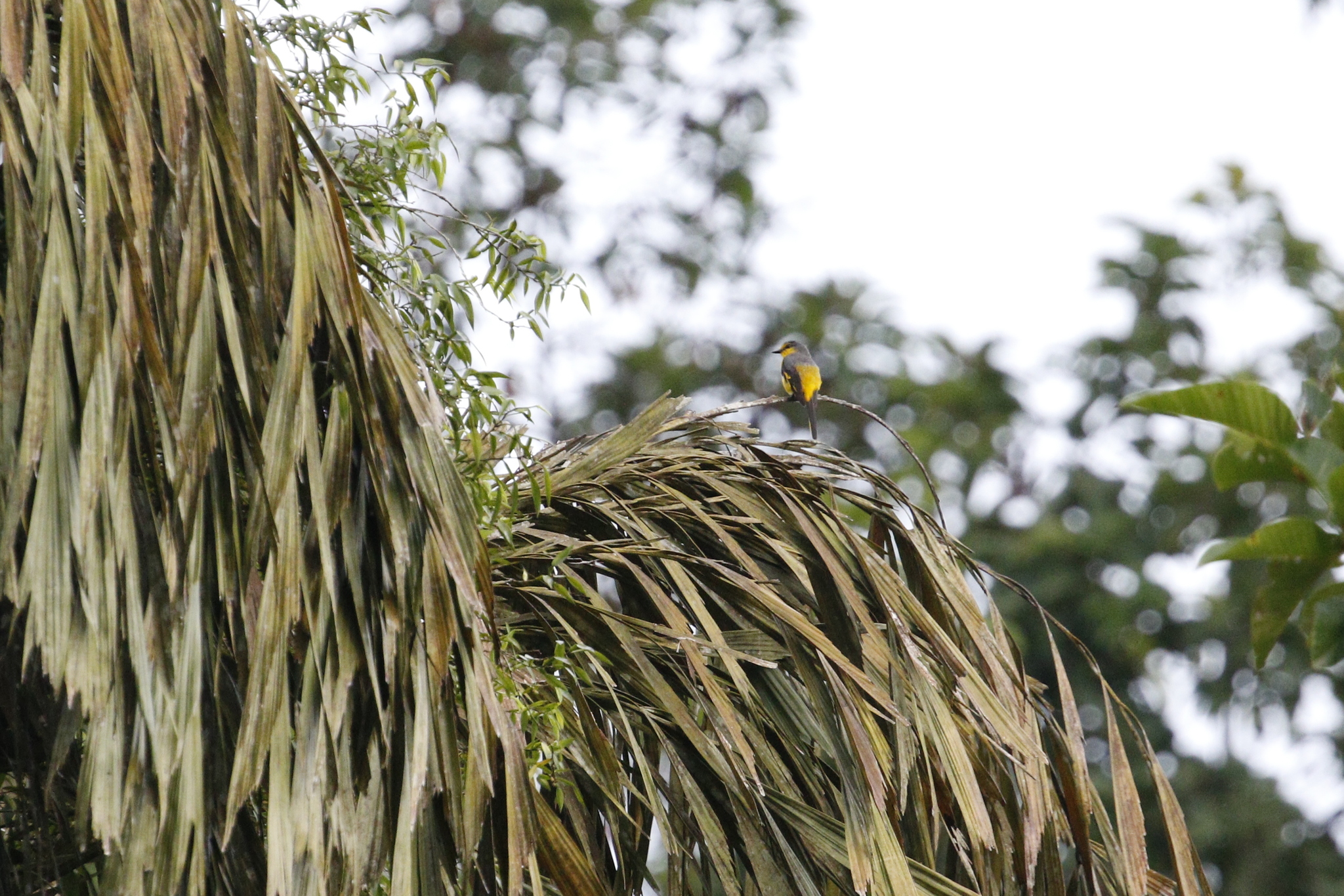 Scarlet Minivet (Pericrocotus flammeus), photo 1
