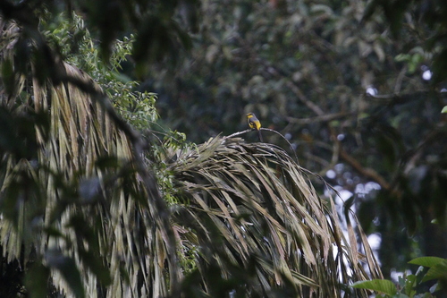 Scarlet Minivet (Pericrocotus flammeus), photo 2