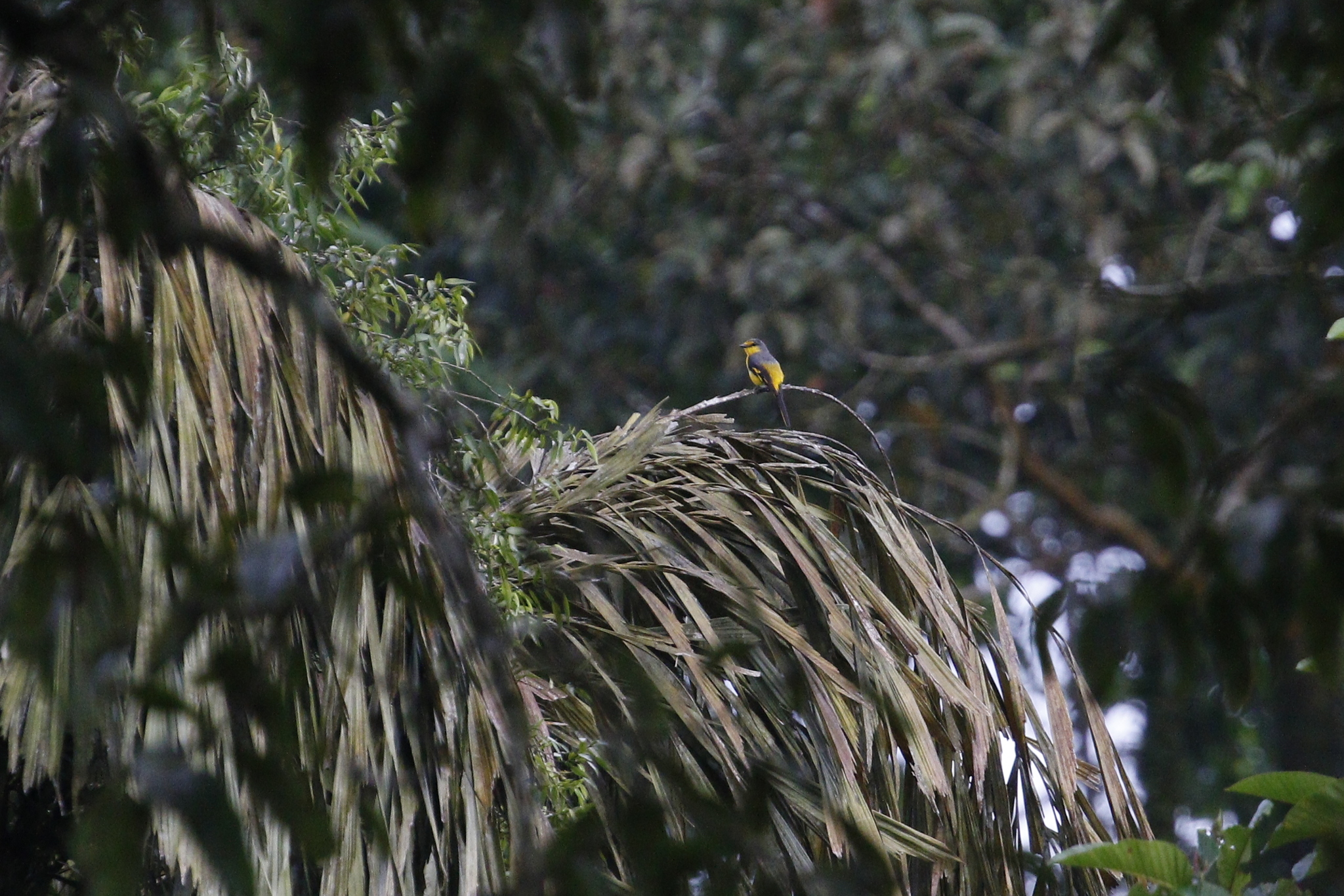 Scarlet Minivet (Pericrocotus flammeus), photo 2