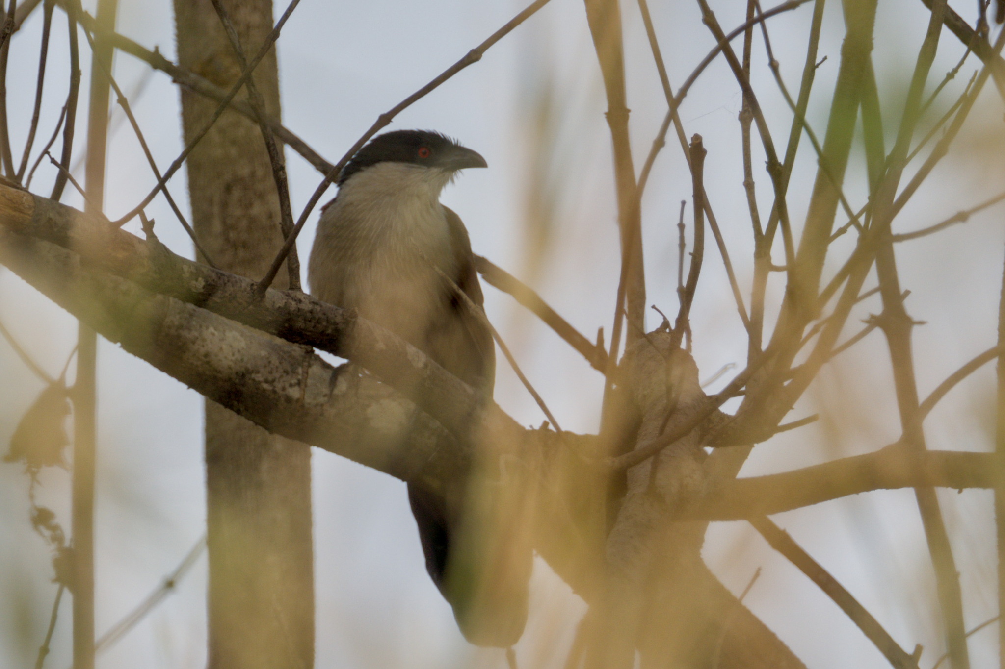 Senegal Coucal (Centropus senegalensis), photo 2