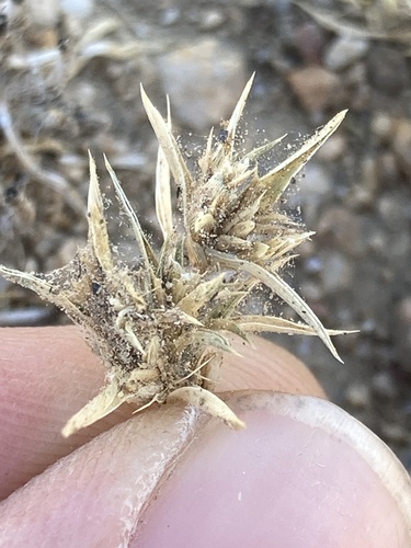 False Buffalograss (Munroa squarrosa)