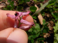 Fumaria bastardii