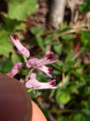 Fumaria bastardii
