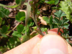 Fumaria bastardii