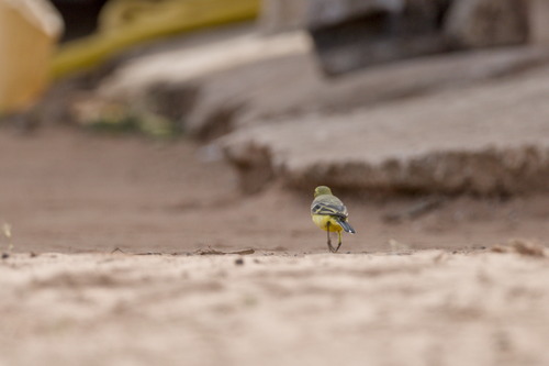 Western Yellow Wagtail (Motacilla flava), photo 5