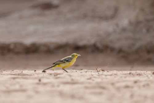 Western Yellow Wagtail (Motacilla flava), photo 6