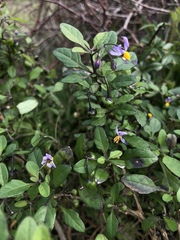 Solanum pseudogracile