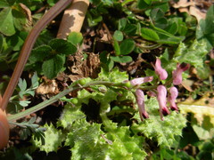 Fumaria bastardii