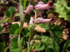 Fumaria bastardii