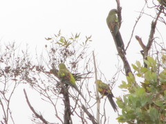 Polytelis anthopeplus