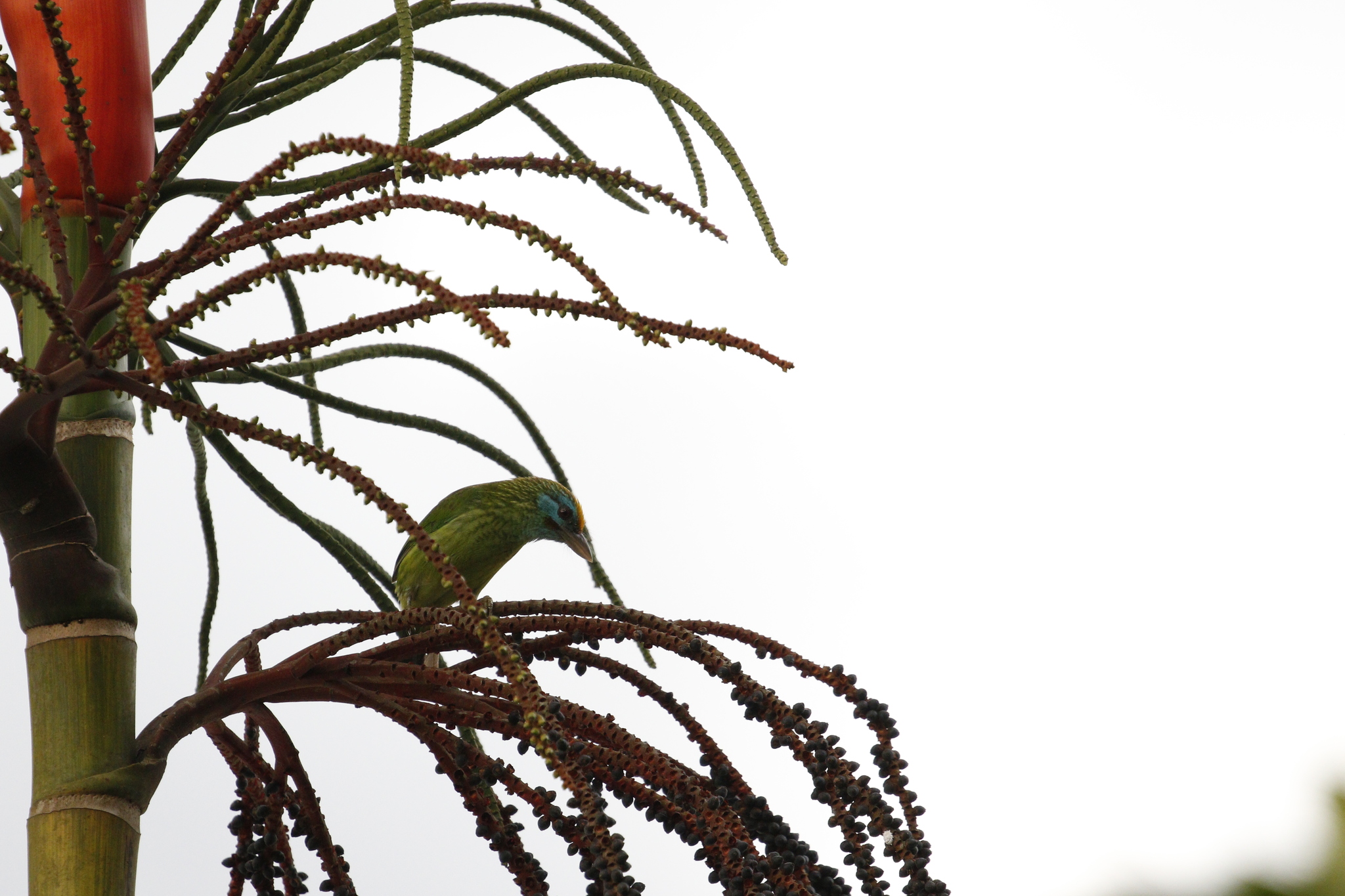 Yellow-fronted Barbet (Psilopogon flavifrons), photo 4