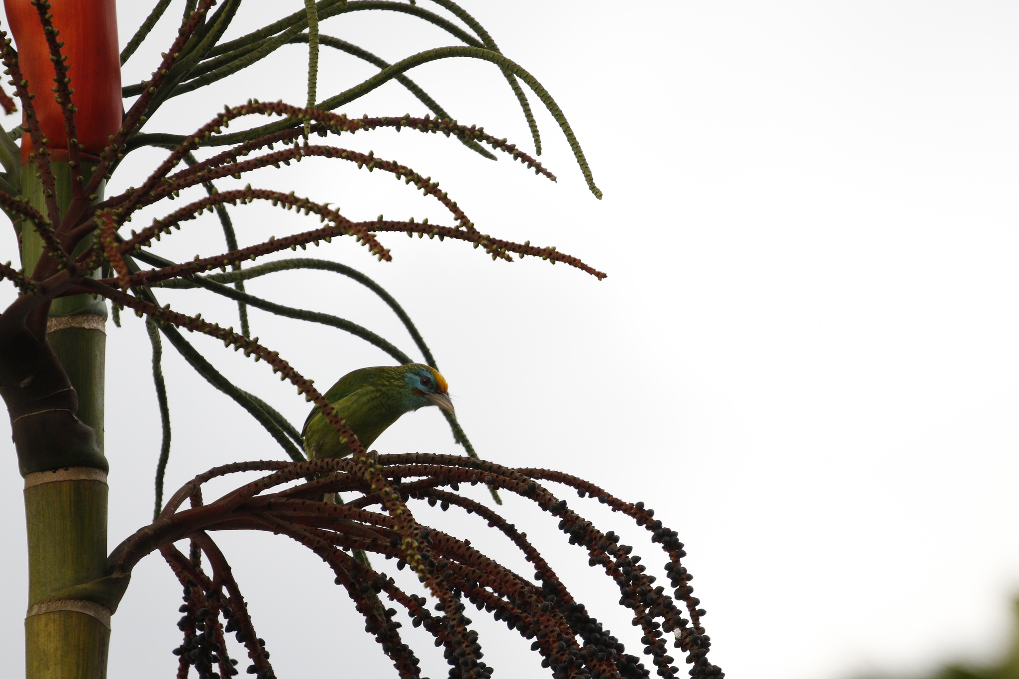 Yellow-fronted Barbet (Psilopogon flavifrons), photo 5