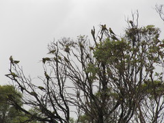 Polytelis anthopeplus