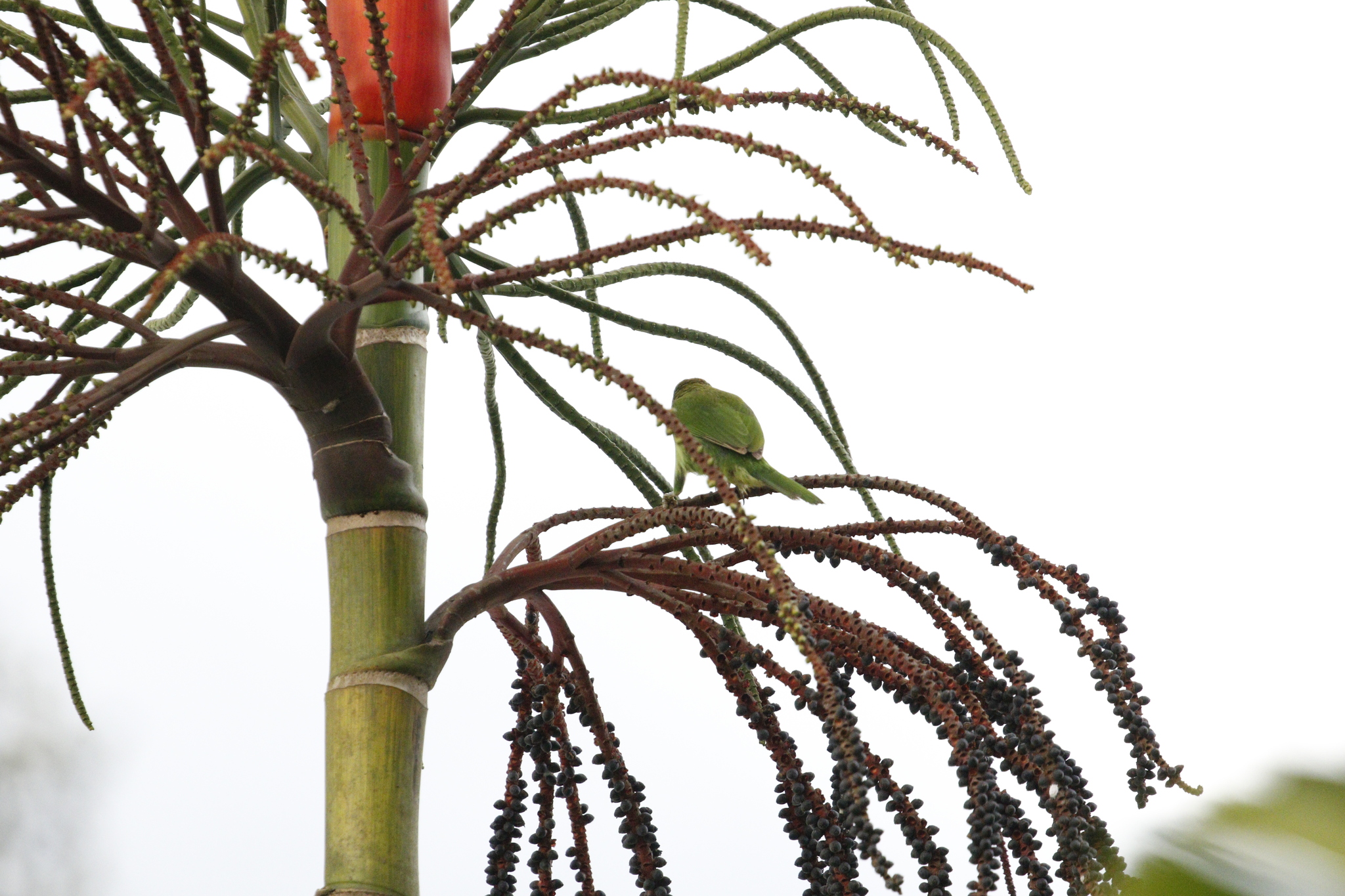 Yellow-fronted Barbet (Psilopogon flavifrons), photo 6