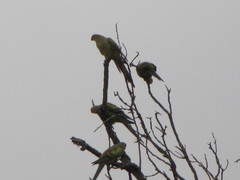 Polytelis anthopeplus