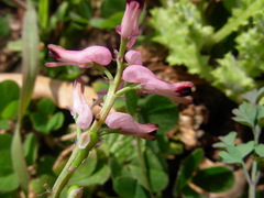 Fumaria bastardii