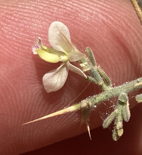 thorny milkwort (Rhinotropis acanthoclada)