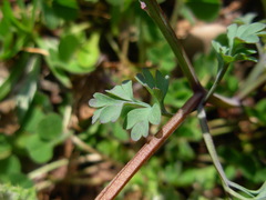 Fumaria bastardii