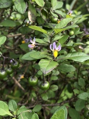 Solanum pseudogracile