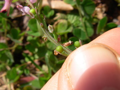 Fumaria bastardii