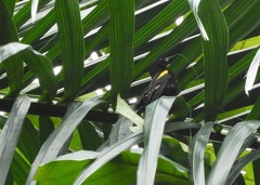 Icterus portoricensis