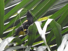 Icterus portoricensis
