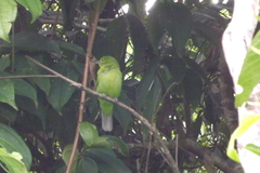 Chloropsis sonnerati