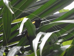 Icterus portoricensis