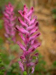 Fumaria officinalis officinalis