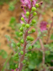 Fumaria officinalis officinalis