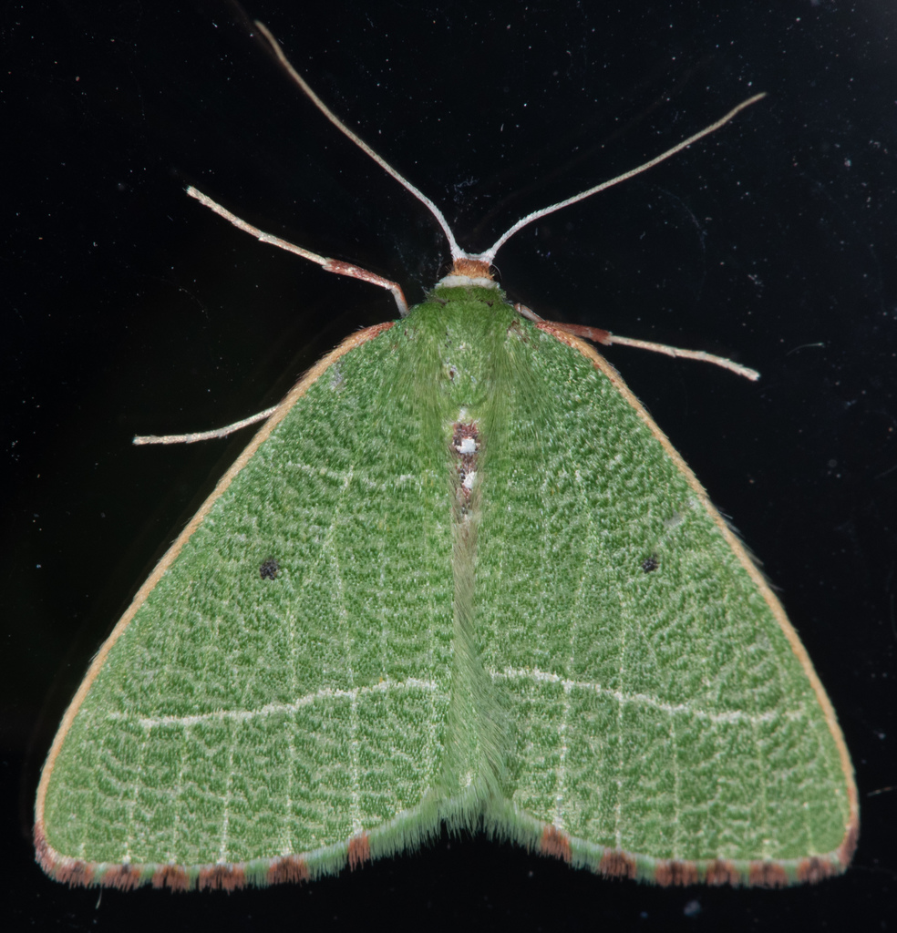 Nemoria pulcherrima