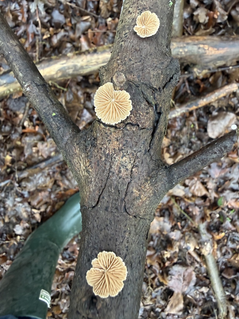 Crepidotus · February 2026 · photo: © cjoynson (iNaturalist, cc0)