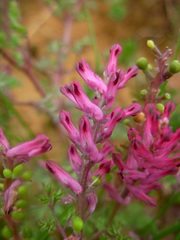 Fumaria officinalis officinalis