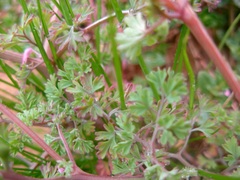 Fumaria officinalis officinalis